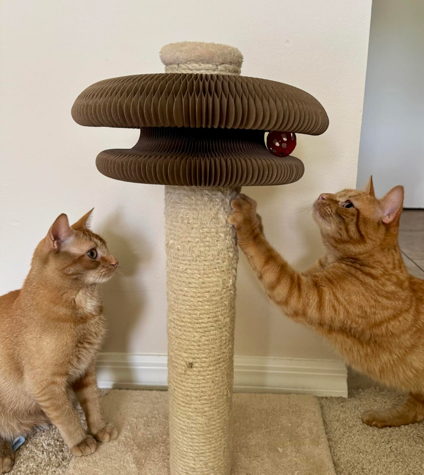 Review by Helen Wright - Plymouth